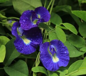 gokarna flower