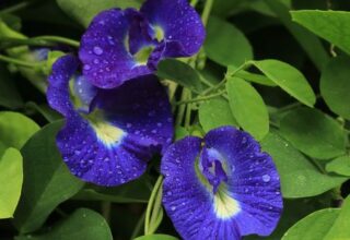 gokarna flower