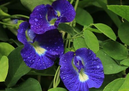 gokarna flower